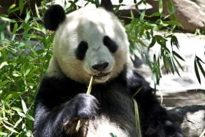 طعام حيوان الباندا